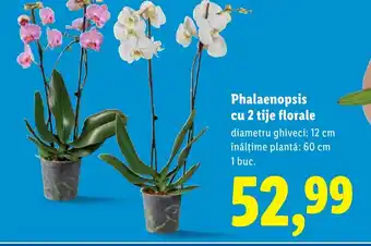 Lidl Phalaenopsis cu 2 tije florale Ofertă