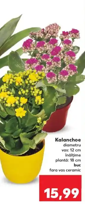 Kaufland Kalanchoe Ofertă