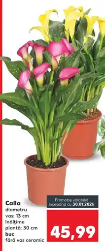 Kaufland Calla Ofertă