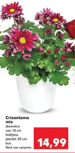 Kaufland Crizantema mix Ofertă