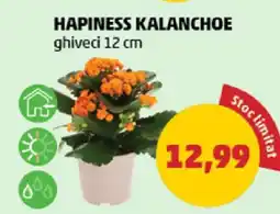 Penny Hapiness Kalanchoe Ofertă