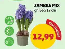 Penny Zambile Mix Ofertă