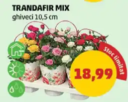 Penny TRANDAFIR MIX Ofertă