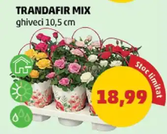 Penny TRANDAFIR MIX Ofertă