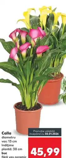 Kaufland Calla Ofertă