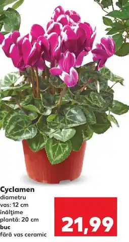 Kaufland Cyclamen Ofertă