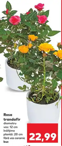 Kaufland Rosa trandafir Ofertă