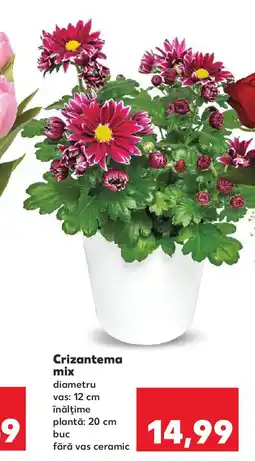 Kaufland Crizantema mix Ofertă