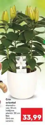 Kaufland Crin oriental Ofertă
