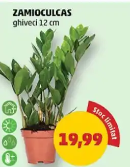 Penny Zamioculcas Ofertă