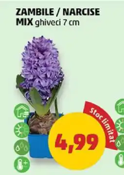 Penny Zambile / Narcise Mix Ofertă