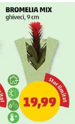 Penny Bromelia mix Ofertă