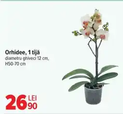 Carrefour Orhidee, 1 tijă Ofertă