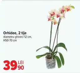 Carrefour Orhidee, 2 tije Ofertă