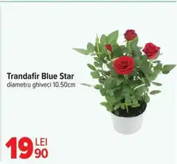 Carrefour Trandafir Blue Star Ofertă