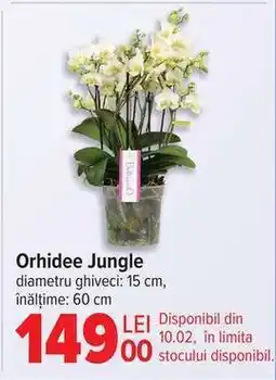 Carrefour Orhidee Jungle Ofertă