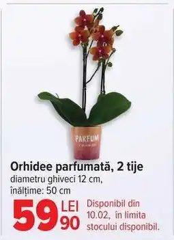 Carrefour Orhidee parfumată, 2 tije Ofertă