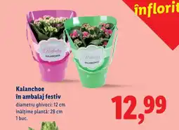 Lidl Kalanchoe în ambalaj festiv Ofertă