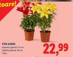 Lidl Crin asiatic Ofertă