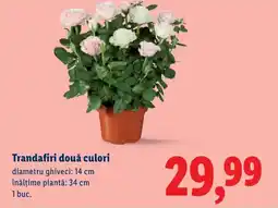 Lidl Trandafiri două culori Ofertă