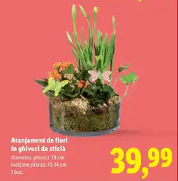 Lidl Aranjament de flori în ghiveci de sticlă Ofertă