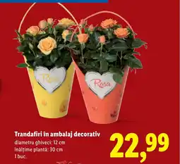 Lidl Trandafiri în ambalaj decorativ Ofertă