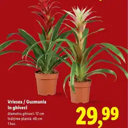 Lidl Vriesea/Guzmania în ghiveci Ofertă
