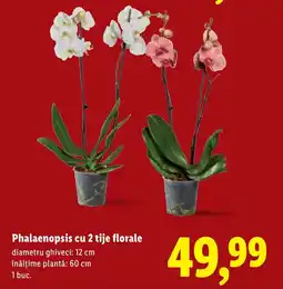 Lidl Phalaenopsis cu 2 tije florale Ofertă
