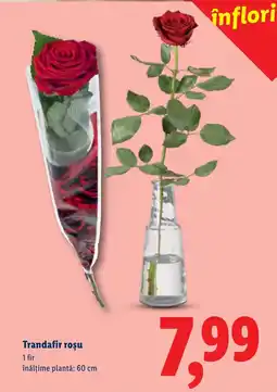 Lidl Trandafir roșu Ofertă