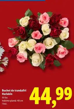 Lidl Buchet de trandafiri Harlekin Ofertă