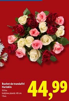 Lidl Buchet de trandafiri Harlekin Ofertă