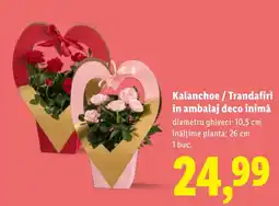 Lidl Kalanchoe / Trandafiri în ambalaj deco inimă Ofertă