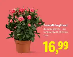 Lidl Trandafir în ghiveci Ofertă