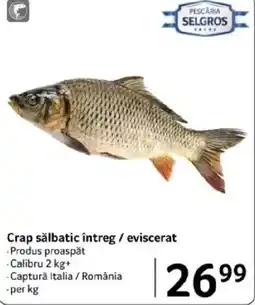Selgros Crap sălbatic întreg / eviscerat Ofertă