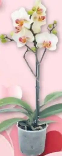 Supeco Orhidee PHALAENOPSIS Ofertă