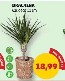 Penny Dracaena Ofertă