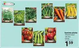 Selgros Semințe plante Ofertă