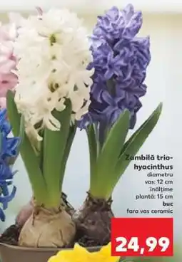 Kaufland Zambila trio-hyacinthus Ofertă