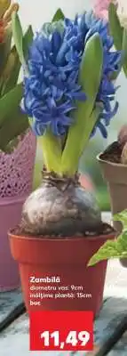 Kaufland Zambilă Ofertă