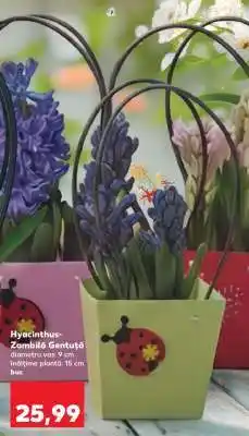 Kaufland Hyacinthus-Zambila Gentuta Ofertă