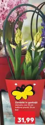 Kaufland Zambilă în gentuță Ofertă