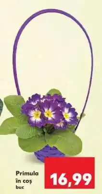 Kaufland Primula în coș Ofertă