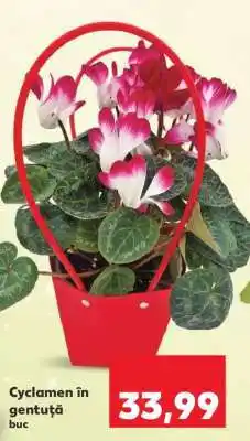 Kaufland Cyclamen în gentuță Ofertă