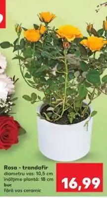 Kaufland Rosa - trandafir Ofertă