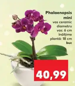 Kaufland Phalaenopsis mini Ofertă