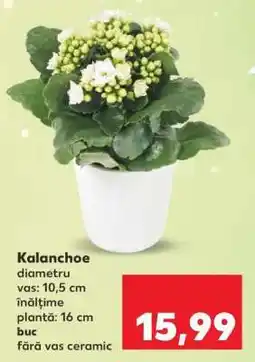 Kaufland Kalanchoe Ofertă