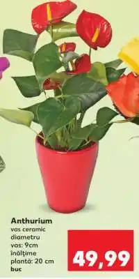 Kaufland Anthurium Ofertă