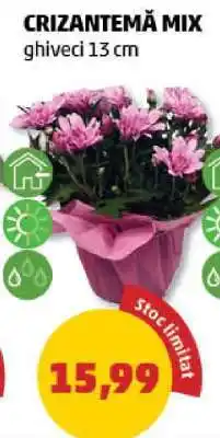 Penny Crizantema mix Ofertă
