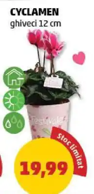 Penny Cyclamen Ofertă