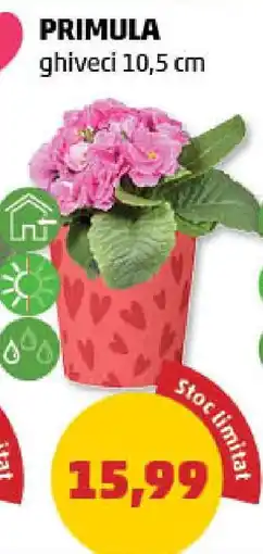 Penny Primula Ofertă